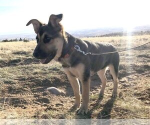 Australian Kelpie-Australian Shepherd Mix Dogs for adoption in Laramie, WY, USA