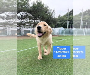 Golden Retriever Dogs for adoption in West Hollywood, CA, USA