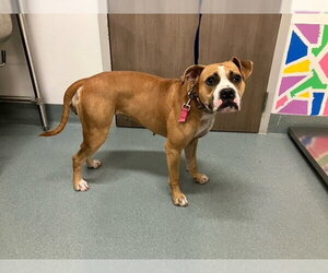 Boxer-Unknown Mix Dogs for adoption in Baytown, TX, USA