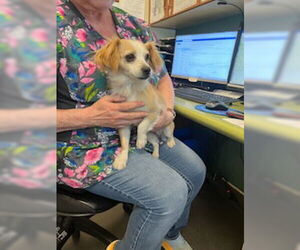 Chihuahua Dogs for adoption in West Valley, UT, USA