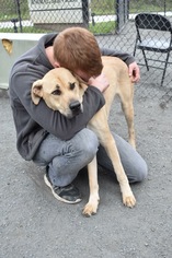 Medium Photo #1 Great Dane-Labrador Retriever Mix Puppy For Sale in Whitestone, NY, USA