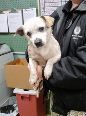 Chihuahua Dogs for adoption in Clarkesville, GA, USA