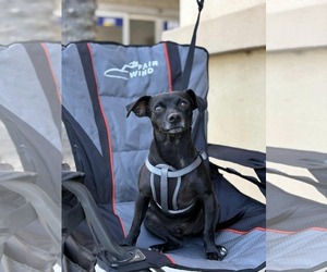 Malchi Dogs for adoption in Visalia, CA, USA