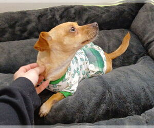 Chihuahua-Unknown Mix Dogs for adoption in Chico, CA, USA