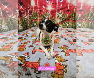 Rat Terrier-Unknown Mix Dogs for adoption in Metairie, LA, USA