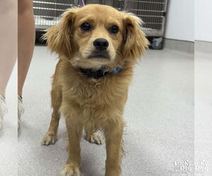 Cocker Spaniel-Unknown Mix Dogs for adoption in Washington, DC, USA