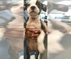 Mutt Dogs for adoption in Oklahoma City, OK, USA