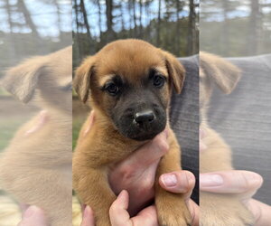 German Shepherd Dog-Unknown Mix Dogs for adoption in Holly Springs, NC, USA
