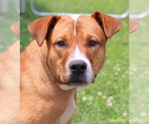 Boxador Dogs for adoption in Bedford, VA, USA