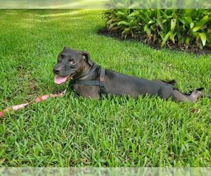 American Pit Bull Terrier Dogs for adoption in Vero Beach, FL, USA