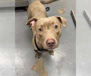 Mutt Dogs for adoption in Peoria, IL, USA