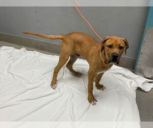 Rottweiler-American Pit Bull Terrier Dogs for adoption in Las Vegas, NV, USA
