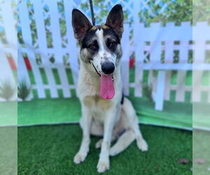 German Shepherd Dog-Unknown Mix Dogs for adoption in Long Beach, CA, USA
