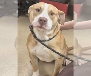 Mutt Dogs for adoption in Decatur, IL, USA