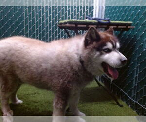 Siberian Husky Dogs for adoption in Downey, CA, USA