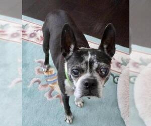 Boston Terrier Dogs for adoption in Plano, TX, USA