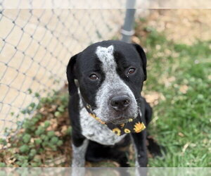 Mutt Dogs for adoption in Tulsa, OK, USA