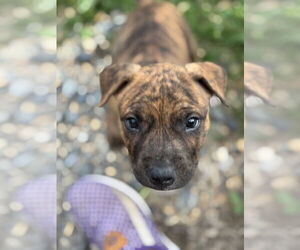 American Pit Bull Terrier-Unknown Mix Dogs for adoption in Brewster, NY, USA