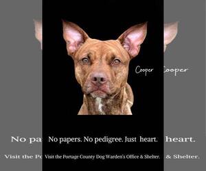 American Pit Bull Terrier-Unknown Mix Dogs for adoption in Rootstown, OH, USA