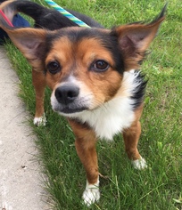 Papillon-Unknown Mix Dogs for adoption in Beloit, WI, USA