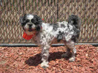 Shih Tzu Dogs for adoption in Norco, CA, USA