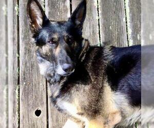 German Shepherd Dog Dogs for adoption in Pacific Grove, CA, USA