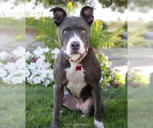 American Pit Bull Terrier-Weimaraner Mix Dogs for adoption in See Website, CA, USA