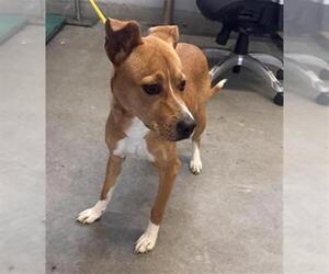 Parson Russell Terrier-Unknown Mix Dogs for adoption in Camarillo, CA, USA
