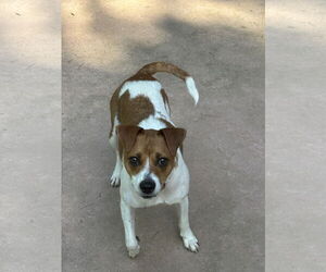 Mutt Dogs for adoption in Hillsboro, MO, USA