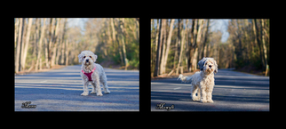 Coton de Tulear Dogs for adoption in Mt Carmel, PA, USA
