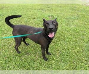 Labrador Retriever Dogs for adoption in Gainesville, FL, USA