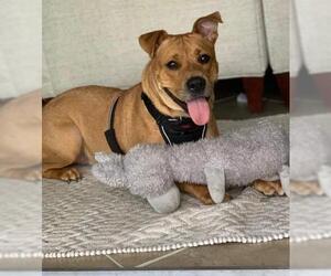 Labrador Retriever-Unknown Mix Dogs for adoption in Alva, FL, USA
