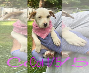 American Bulldog-Unknown Mix Dogs for adoption in Brooksville, FL, USA