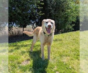Labrador Retriever Dogs for adoption in San Martin, CA, USA