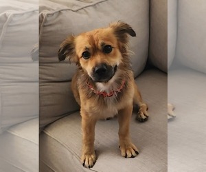 Chihuahua-Unknown Mix Dogs for adoption in San Bernardino , CA, USA