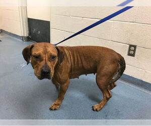American Pit Bull Terrier-Unknown Mix Dogs for adoption in West Palm Beach, FL, USA