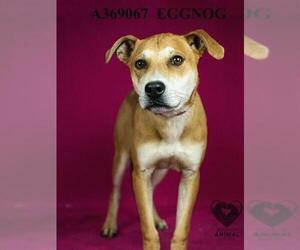 Beagle-Unknown Mix Dogs for adoption in Stockton, CA, USA
