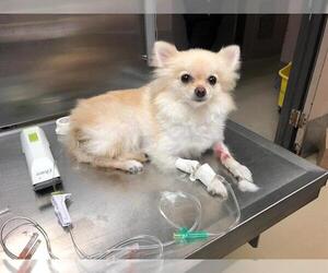 Pomeranian Dogs for adoption in Houston, TX, USA