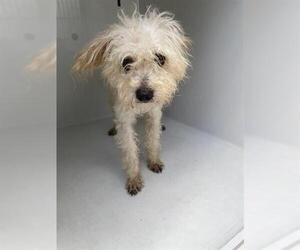 Border Terrier-Maltese Mix Dogs for adoption in Houston, TX, USA