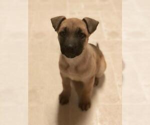 German Shepherd Dog-Unknown Mix Dogs for adoption in Royse City, TX, USA