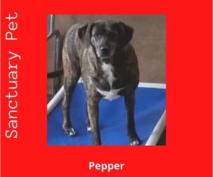 Feist Terrier-Retriever Mix Dogs for adoption in Cuba, NY, USA