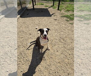 American Pit Bull Terrier-Labrador Retriever Mix Dogs for adoption in Maquoketa, IA, USA