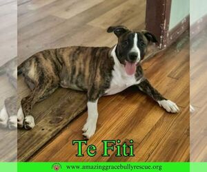Mutt Dogs for adoption in Pensacola, FL, USA