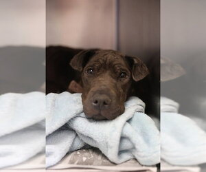 American Staffordshire Terrier-Unknown Mix Dogs for adoption in San Antonio, TX, USA