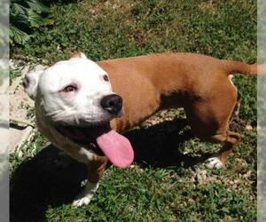Bullboxer Pit Dogs for adoption in La Honda, CA, USA