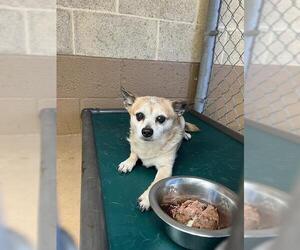 Chihuahua Dogs for adoption in Chula Vista, CA, USA