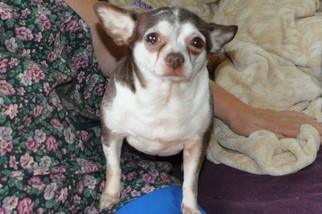 Chihuahua Dogs for adoption in Abrams, WI, USA