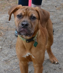 Boxer Dogs for adoption in Clarkston, MI, USA