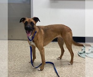 Boxer-German Shepherd Dog Mix Dogs for adoption in Boston, MA, USA