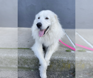 Medium Photo #4 Great Pyrenees-Unknown Mix Puppy For Sale in Brooklyn, NY, USA